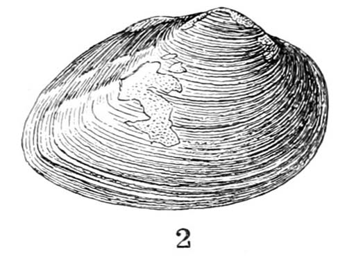specimen image from publication