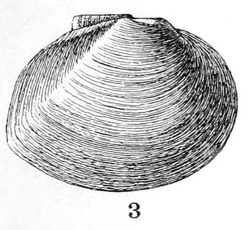 specimen image from publication