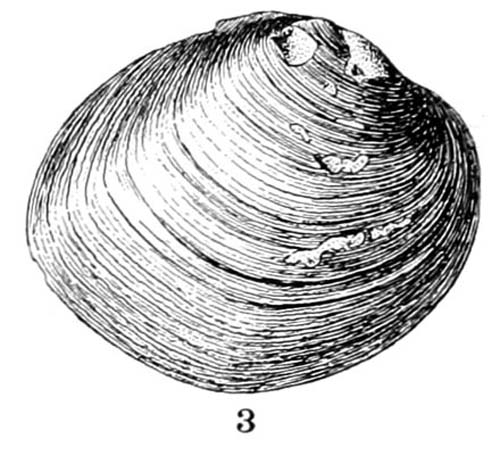 specimen image from publication