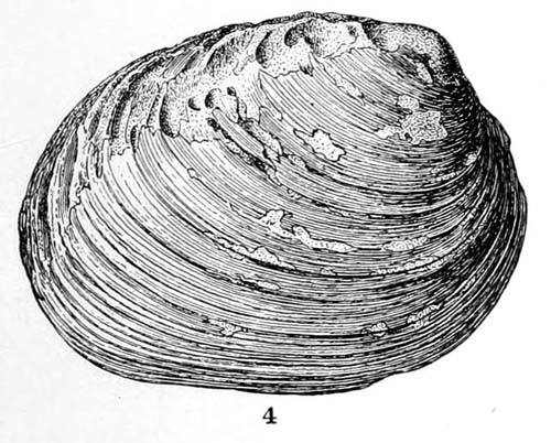 specimen image from publication