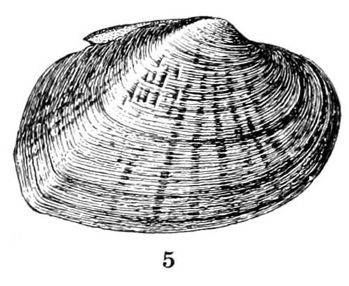 specimen image from publication