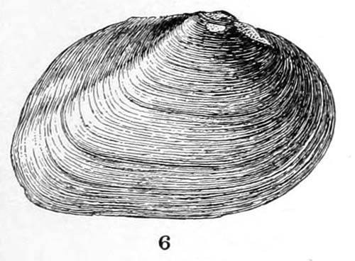 specimen image from publication