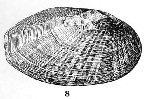 specimen image from publication
