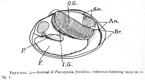 specimen image from publication