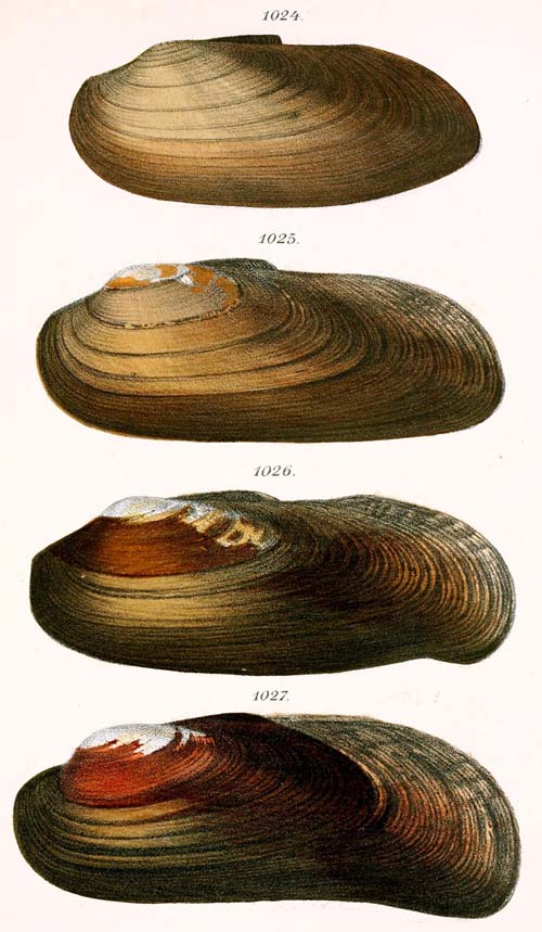 specimen image from publication