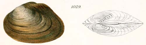 specimen image from publication