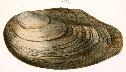 specimen image from publication