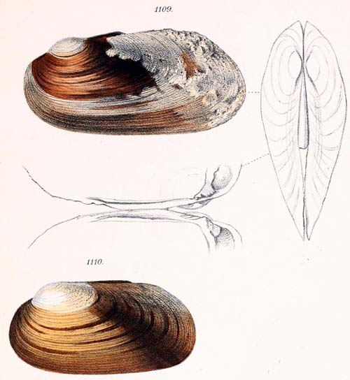 specimen image from publication