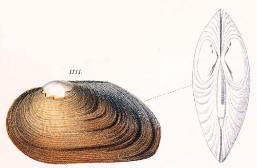 specimen image from publication