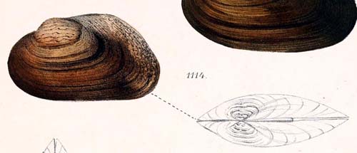 specimen image from publication