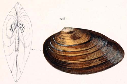 specimen image from publication