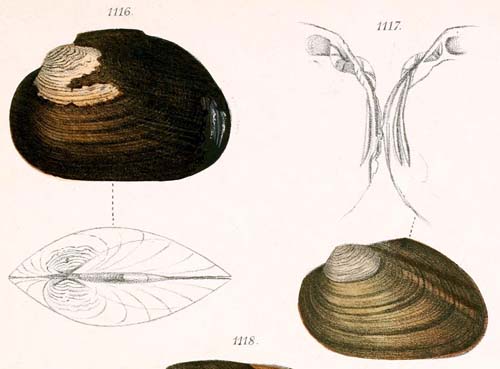 specimen image from publication