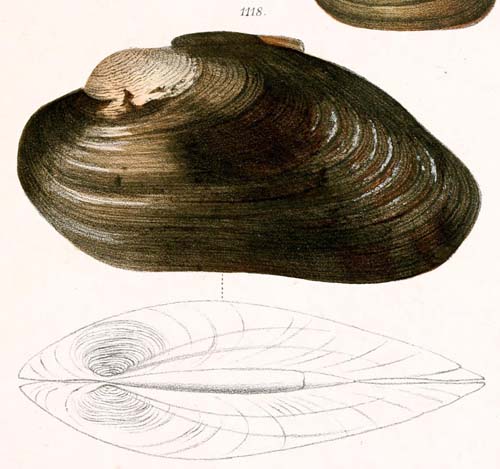 specimen image from publication