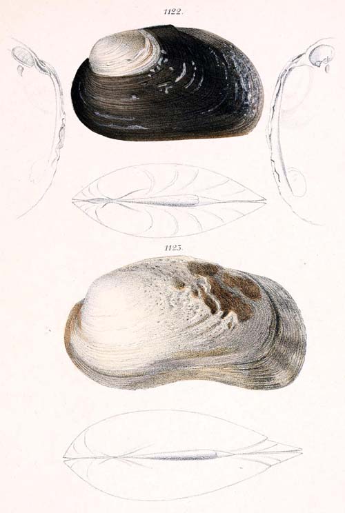 specimen image from publication