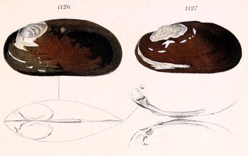 specimen image from publication