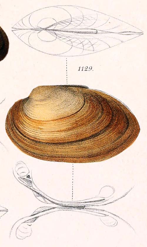 specimen image from publication