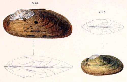specimen image from publication