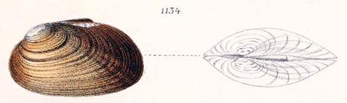 specimen image from publication