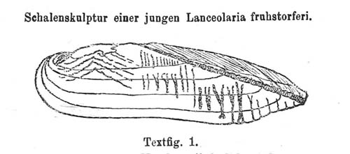 specimen image from publication