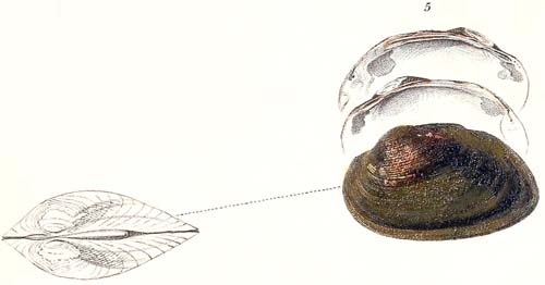 specimen image from publication