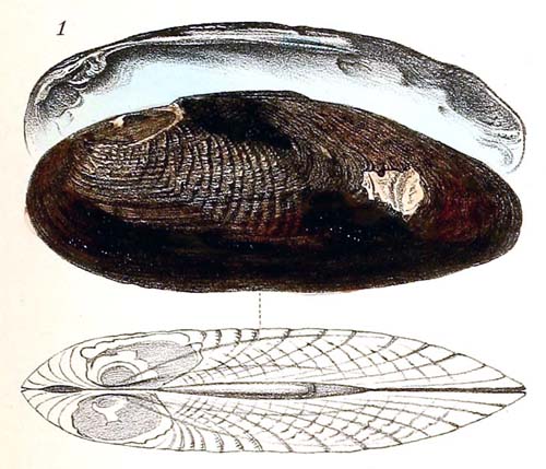 specimen image from publication