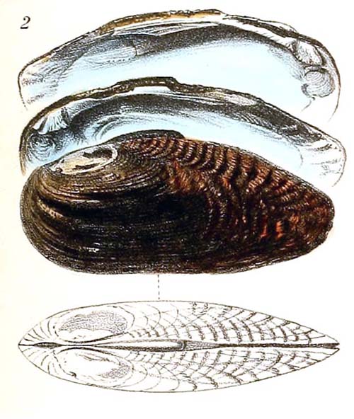 specimen image from publication