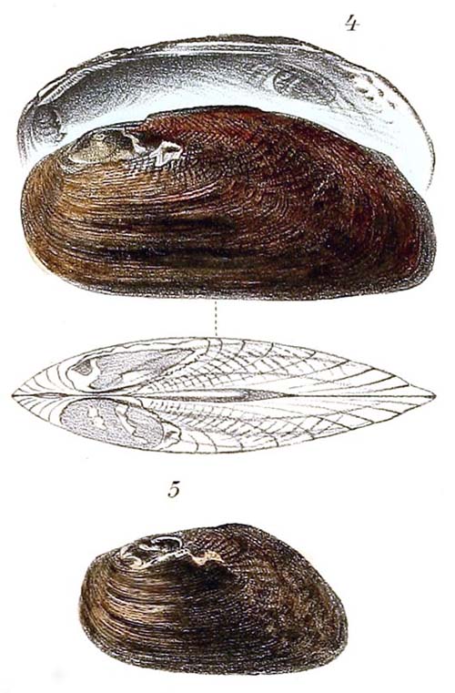 specimen image from publication