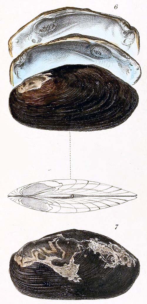 specimen image from publication