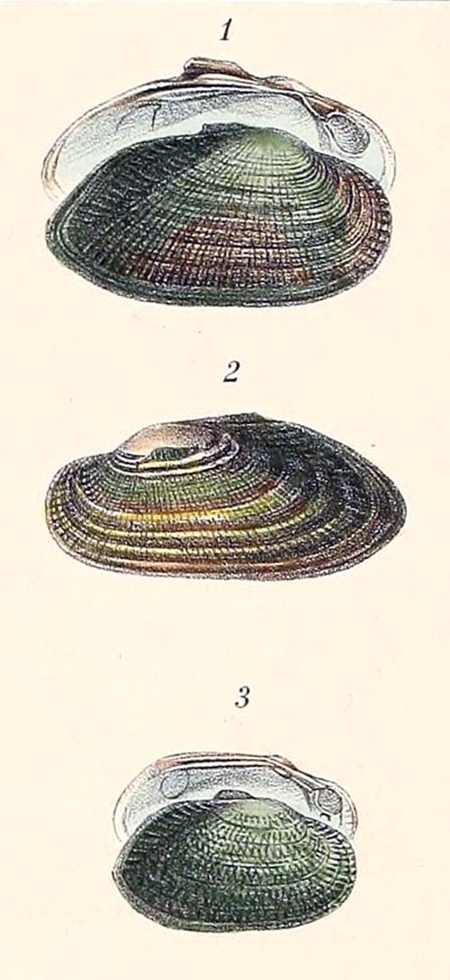 specimen image from publication