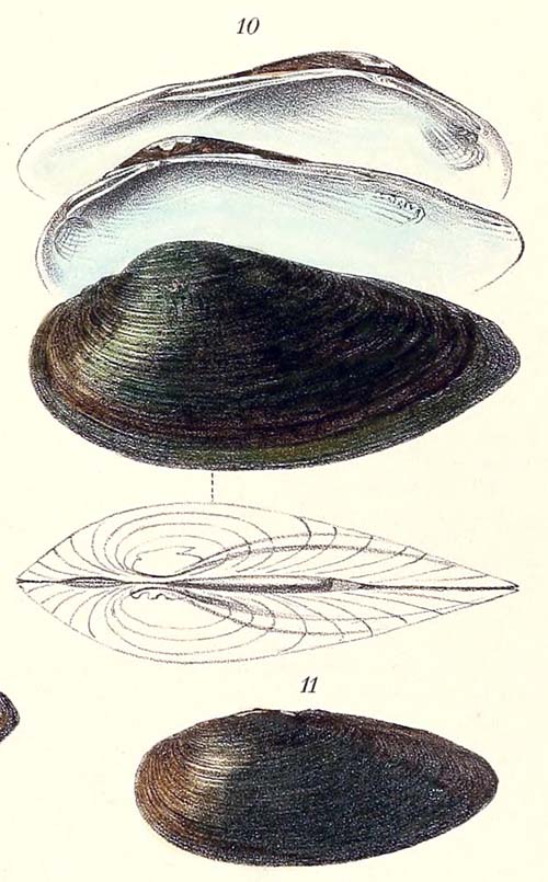 specimen image from publication