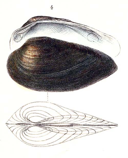 specimen image from publication