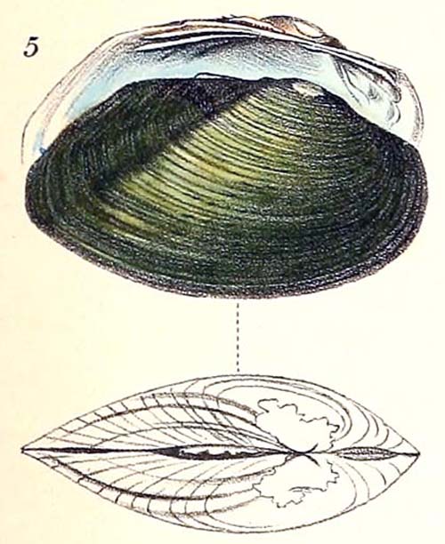 specimen image from publication
