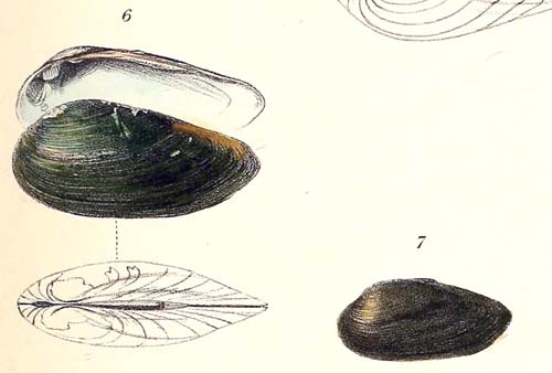 specimen image from publication