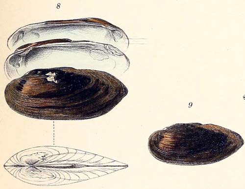 specimen image from publication