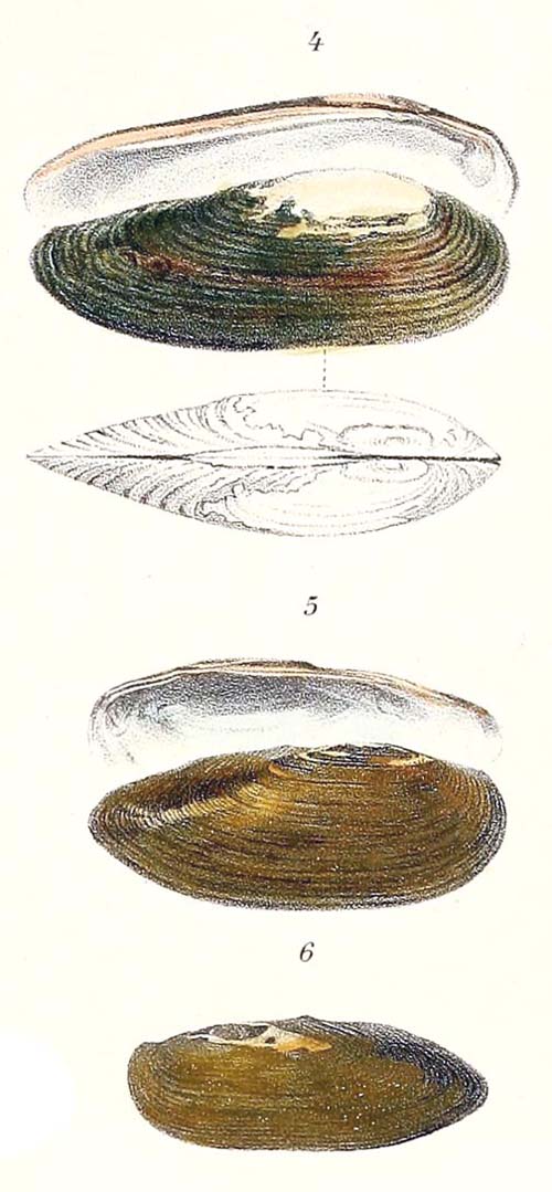 specimen image from publication