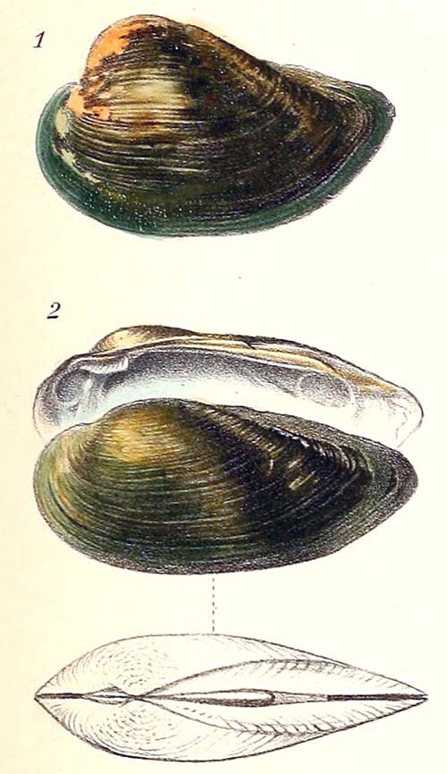 specimen image from publication