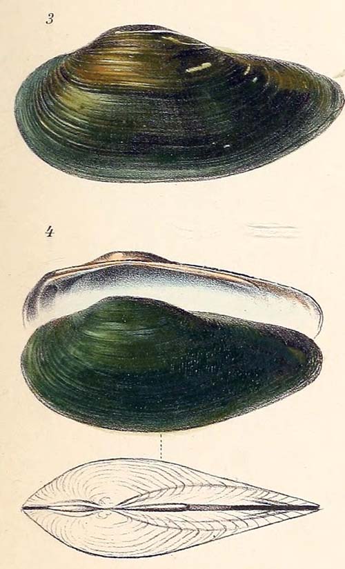 specimen image from publication