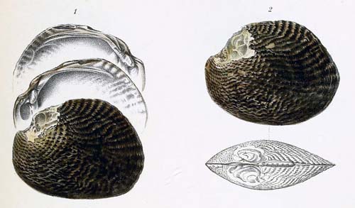 specimen image from publication