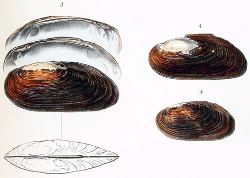 specimen image from publication