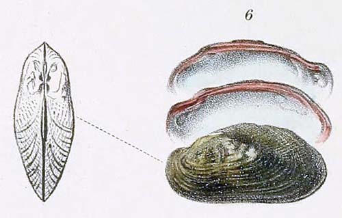 specimen image from publication