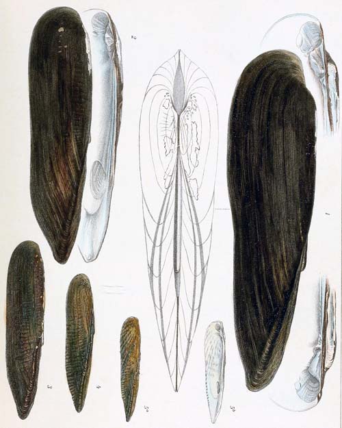 specimen image from publication