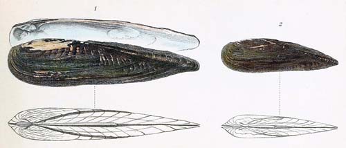 specimen image from publication