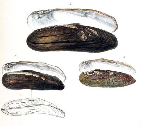 specimen image from publication