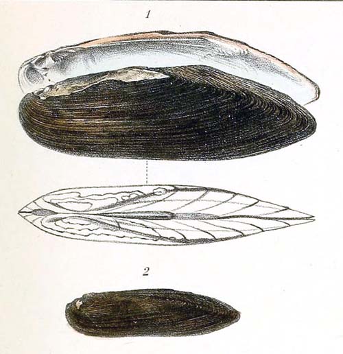 specimen image from publication