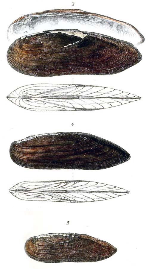 specimen image from publication