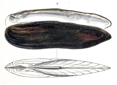 specimen image from publication