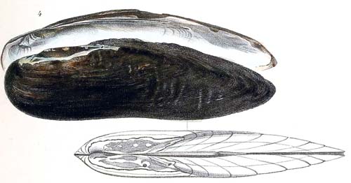 specimen image from publication