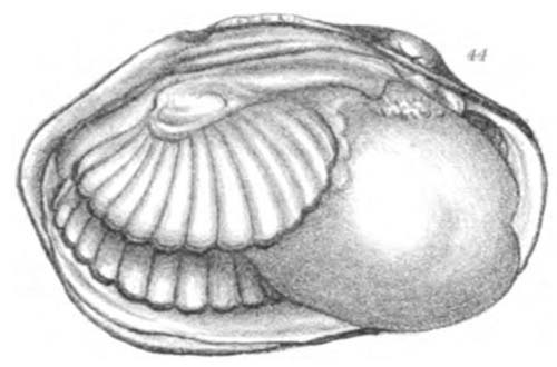 specimen image from publication