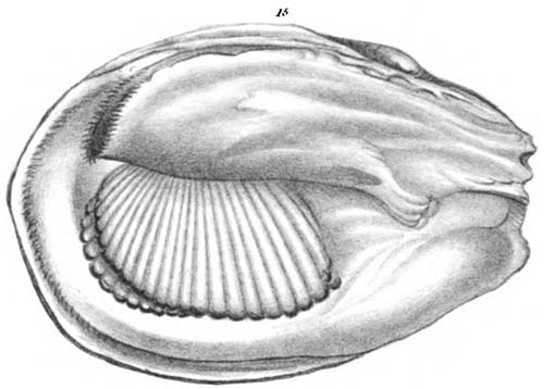 specimen image from publication