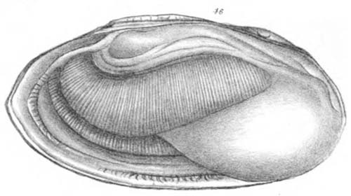 specimen image from publication